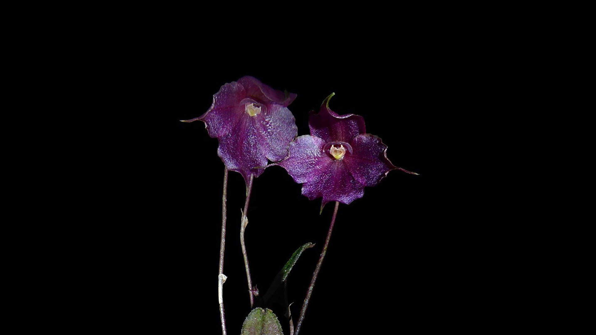 Brachionidium montieliae L. Valenz
